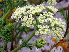Dasispermum suffruticosum