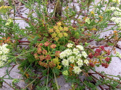 Dasispermum suffruticosum