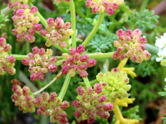 Dasispermum suffruticosum