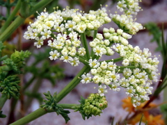 Dasispermum suffruticosum