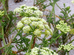 Dasispermum suffruticosum