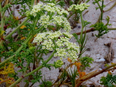 Dasispermum suffruticosum
