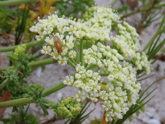 Dasispermum suffruticosum