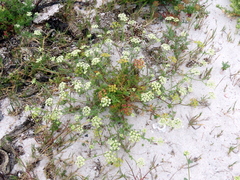 Dasispermum suffruticosum