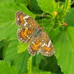 Phyciodes phaon phaon