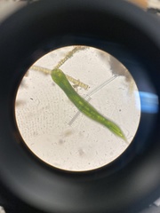 Lepocinclis helicoideus