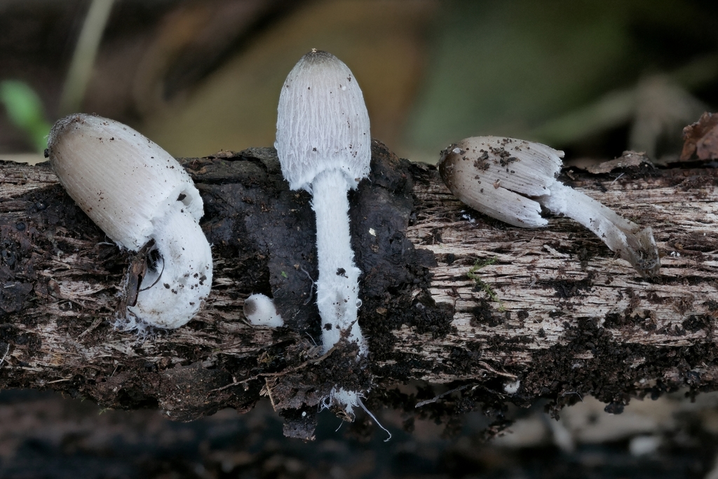 Coprinopsis sp. 'IN09'