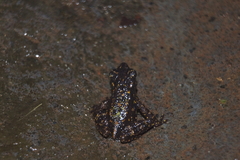 Leptophryne cruentata