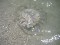 Rhizostomatidae