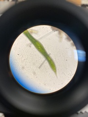 Lepocinclis helicoideus