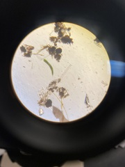 Lepocinclis helicoideus