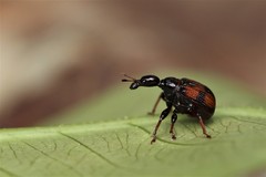 Strigapoderus javanicus