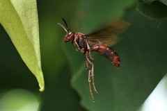 Polistes tenebricosus