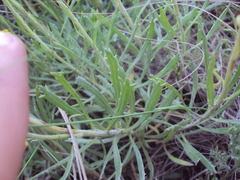 Senecio ceratophylloides