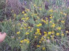 Senecio ceratophylloides