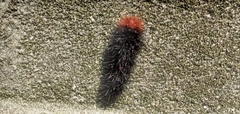 Apistosia judas