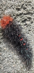 Apistosia judas