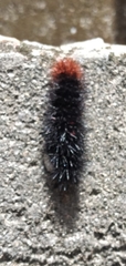 Apistosia judas