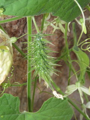 Echinopepon pubescens