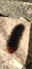 Apistosia judas