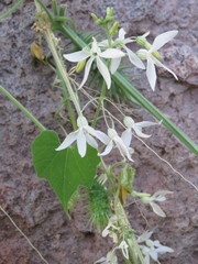 Echinopepon pubescens
