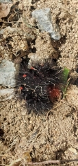 Apistosia judas