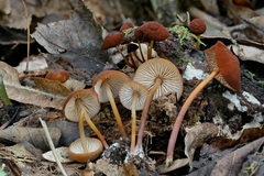 Marasmius cohaerens lachnophyllus