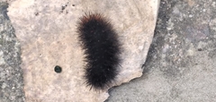 Apistosia judas