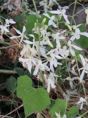 Echinopepon pubescens