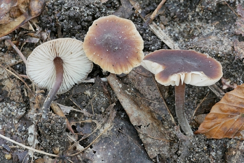 Cucumber Cap