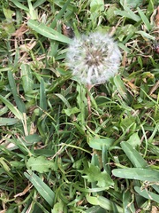 Taraxacum
