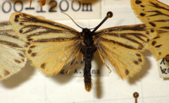 Setina