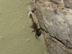 Centruroides infamatus
