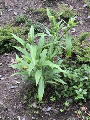 Asclepias curassavica