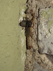 Centruroides infamatus