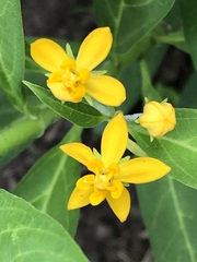 Asclepias curassavica