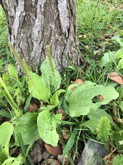 Plantago