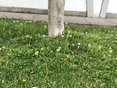 Taraxacum officinale