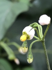 Solanum nigrum