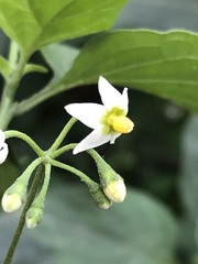 Solanum nigrum