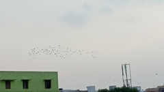 Columba livia domestica