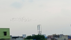 Columba livia domestica