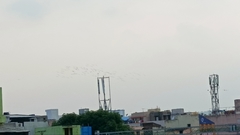 Columba livia domestica