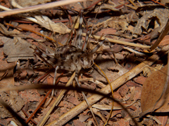 Phaeophilacris bredoides