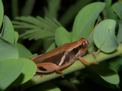 Exopropacris