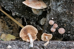 Tubaria romagnesiana