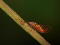 Ciriacremum