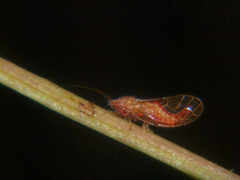 Ciriacremum