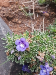 Aptosimum procumbens