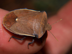 Basicryptus costalis